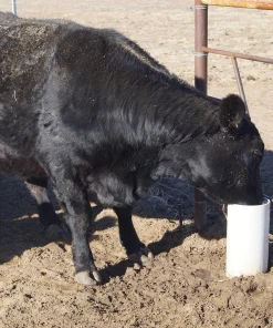 DRINKING POST 1800 pour bovins – abreuvoir de pâturage sans électricité et résistant au gel